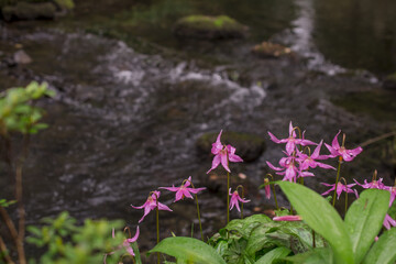 Erythronium spring flower; nature floral wallpaper