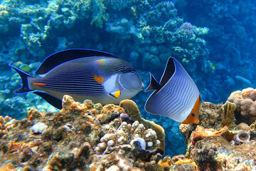 Fototapeta na wymiar Coral fish - Hooded butterflyfish or Orangeface butterflyfish (Chaetodon larvatus) in Red Sea