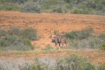 Greater kudu among the African Nature