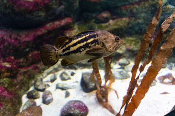 Golden ruff. A large striped fish swims in the water of the aquarium. Close-up. Underwater world.