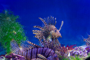 Zebra winged cat. A large striped blue fish swims in the water of the aquarium. Close-up. Underwater world.