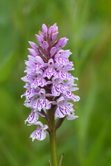 A Common Spotted-orchid (Dactylorhiza fuchsii) flower spike, Wells-next-the-Sea, Norfolk, England,...
