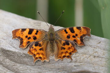 A Comma butterfly (Polygonum c-album) basking with wings spread, Norfolk, UK.