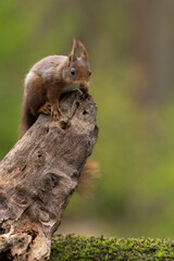 Erasian Red Squirrel - Sciurus vulgaris - in a forest eating and drinking