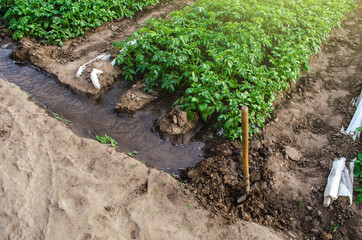 Water flows through canals into a greenhouse tunnel with a plantation of potato bushes. Growing crops in early spring using greenhouses. Farming irrigation system. Agriculture industry.