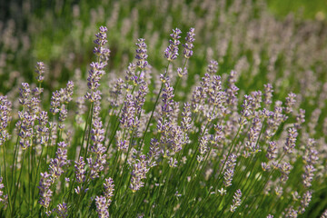 Wild Lavander field in sunlight on summer. Summer nature.