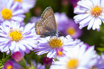 Aster flower with butterfly. Beautiful nature summer background. (Symphyotrichum novi-belgii) (Pararge aegeria)