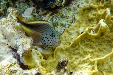 Black-sided hawkfish (Paracirrhites forsteri), freckled hawkfish or Forster's hawkfish, Coral fish - Red sea