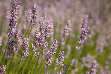 Wild Lavander field in sunlight on summer,close up and copy space.