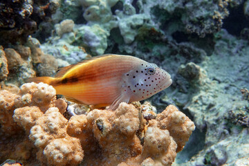 Black-sided hawkfish (Paracirrhites forsteri), freckled hawkfish or Forster's hawkfish, Coral fish - Red sea