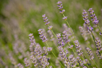 Wild Lavander field in sunlight on summer,close up and copy space.