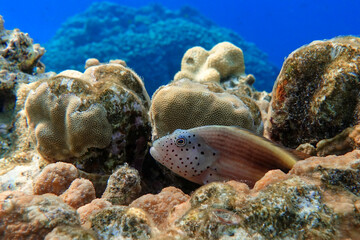 Naklejka na ściany i meble Black-sided hawkfish (Paracirrhites forsteri), freckled hawkfish or Forster's hawkfish, Coral fish - Red sea