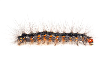 Image of hairy caterpillar isolated on white background. Insect. Worm. Animal.