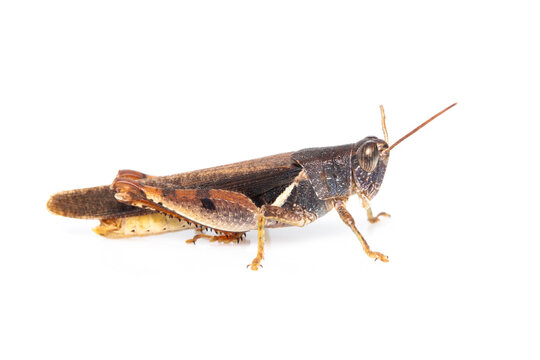 Image of white-banded grasshopper(stenocatantops splendens) isolated on white background. insect. Brown grasshopper