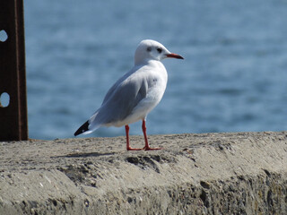 seagull on the beach