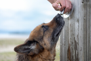 german shepherd drinking water close up