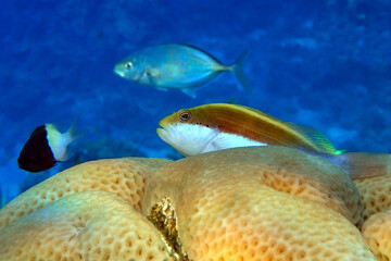 Fototapeta na wymiar Black-sided hawkfish (Paracirrhites forsteri), freckled hawkfish or Forster's hawkfish, Coral fish - Red sea