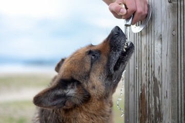 german shepherd drinking water close up