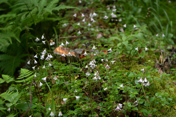 Twinflowers (Linnaea Borealis) growing in a lush finnish forest