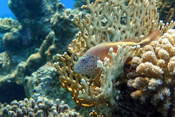 Black-sided hawkfish (Paracirrhites forsteri), freckled hawkfish or Forster's hawkfish, Coral fish - Red sea