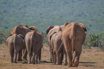 African Elephant family strolling together in the Southern African terrain
