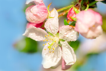 Naklejka na ściany i meble Springtime apple blossom against a bright blue sky.