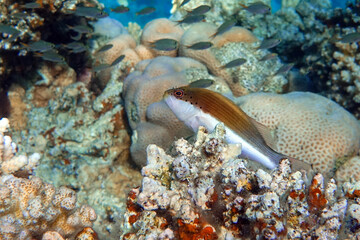 Black-sided hawkfish (Paracirrhites forsteri), freckled hawkfish or Forster's hawkfish, Coral fish - Red sea