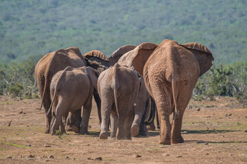 Naklejka premium African Elephant family strolling together in the Southern African terrain