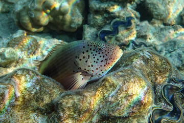 Black-sided hawkfish (Paracirrhites forsteri), freckled hawkfish or Forster's hawkfish, Coral fish - Red sea
