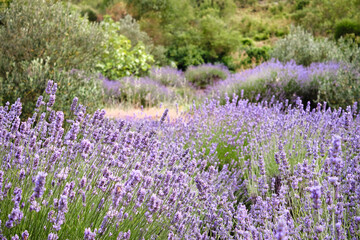 Mountain lavender on Hvar island in Croatia. Lavender oil is used in aromatherapy, perfume ingredient. Light purple natural background. Lavender bushes on hillside.