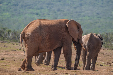Fototapeta premium African Elephant family strolling together in the Southern African terrain