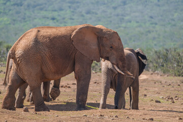 Fototapeta premium African Elephant family strolling together in the Southern African terrain