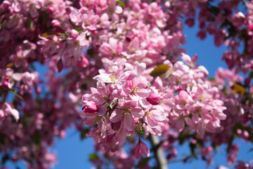Flower background. Pink blooming sakura on blue sky. Close-up.