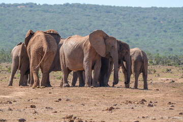 African Elephant family strolling together in the Southern African terrain