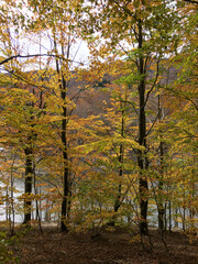 Park in autumn with colorful leaves