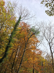 Fototapeta premium Park in autumn with colorful leaves