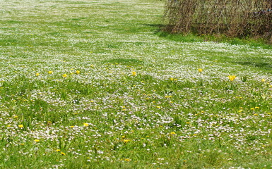 Eine blühende grüne Wiese mit weißen Gänseblümchen und gelben Narzissen © HüSo