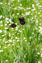 Drei schwarze Tulpen auf einer grünen Wiese mit weißen Gänseblümchen
