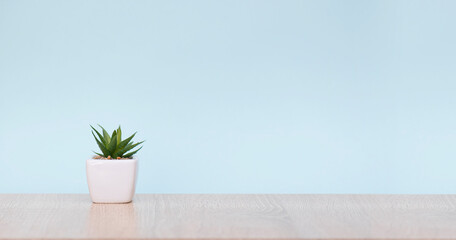 Workspace with minimal composition, houseplants on wooden desk, room interior with plant and blue wall, long picture