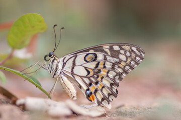 very beautiful butterfly closeup shot with nice bokeh