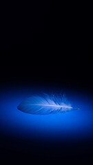 A light feather on a transparent blue background