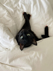 cute black cat in bed