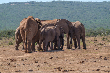 African Elephant family strolling together in the Southern African terrain