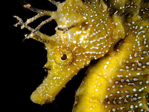 Yellow Seahorse of the Mediterranean Sea - Hippocampus guttulatus