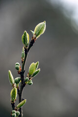 buds of a willow, nacka, sverige, sweden, stockholm
