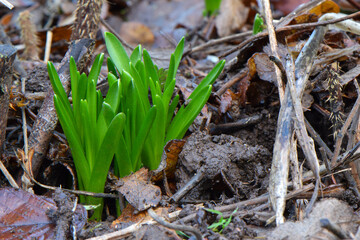 Spanish Bluebell Green Bud 03