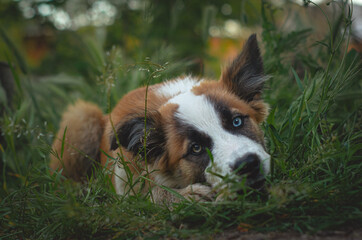 Border collie marrón y blanco con un ojo de cada color cachorro tirado en la hierba mordisqueando