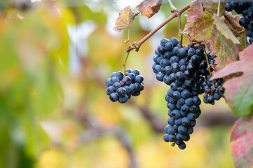 Colorful leaves and ripe black grapes on terraced vineyards of Douro river valley near Pinhao in autumn, Portugal