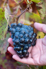 Colorful leaves and ripe black grapes on terraced vineyards of Douro river valley near Pinhao in autumn, Portugal