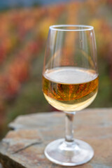 Tasting of Portuguese fortified port wine, produced in Douro Valley with colorful terraced vineyards on background in autumn, Portugal